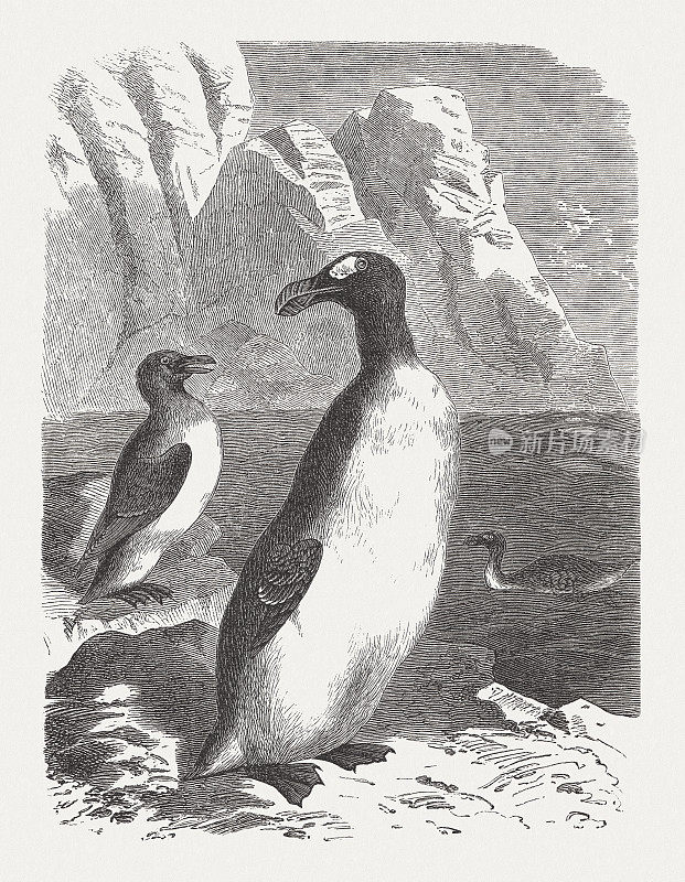 大海雀(Pinguinus impennis)，灭绝的物种，木刻，1893年出版